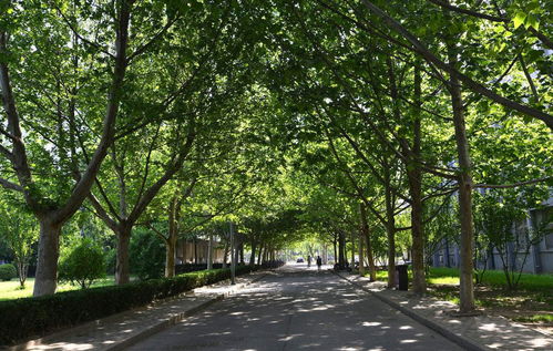2020云南昆明高考补习 昆明长鸿实验中学升学率怎么样